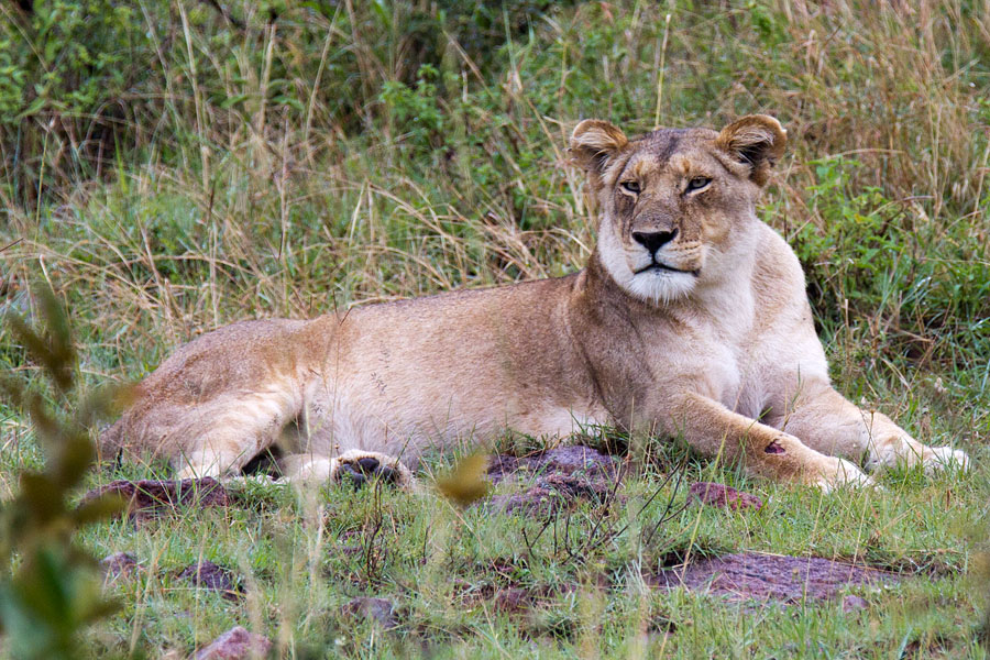  Lion   Maasai Mara   Kenya
